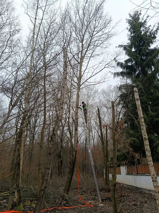 Wycinka drzew, wysokich, pochylonych, trudnych do usunięcia.