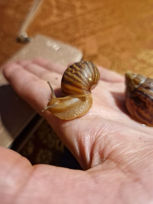 Подарунковий набір УляСет8 Achatina immaculata var. Lamarckiana