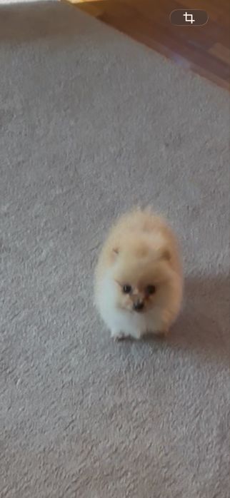 Spitz alemao menina super mini