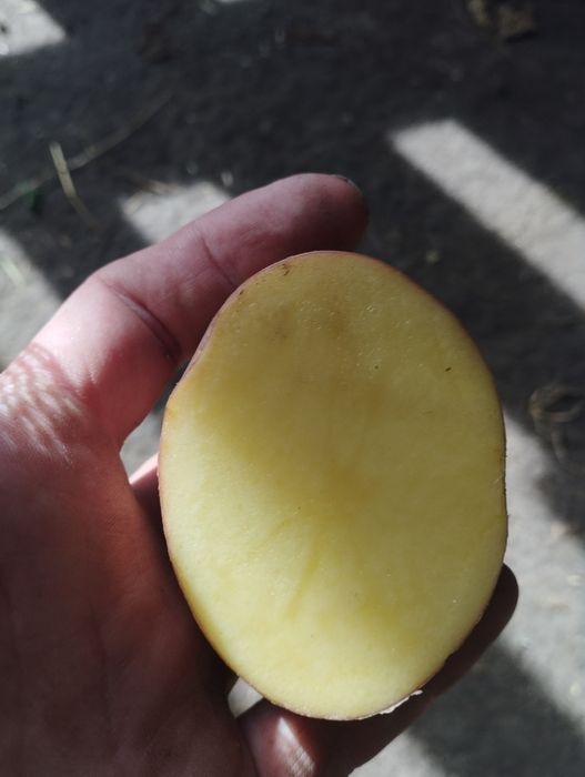 Sprzedam ziemniaki