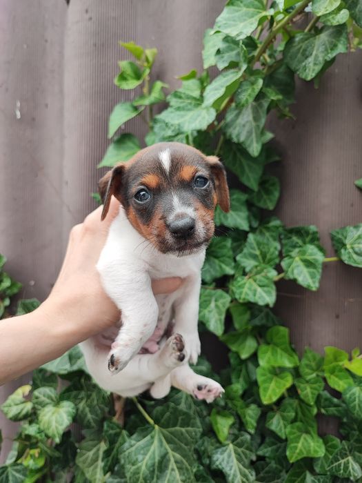 Мальчик Джек Рассел