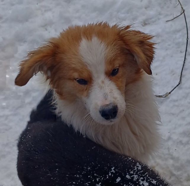 Хлопчик Вінні шукає дім!