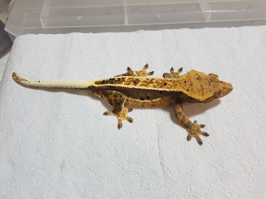 Gekony orzęsione samczyki