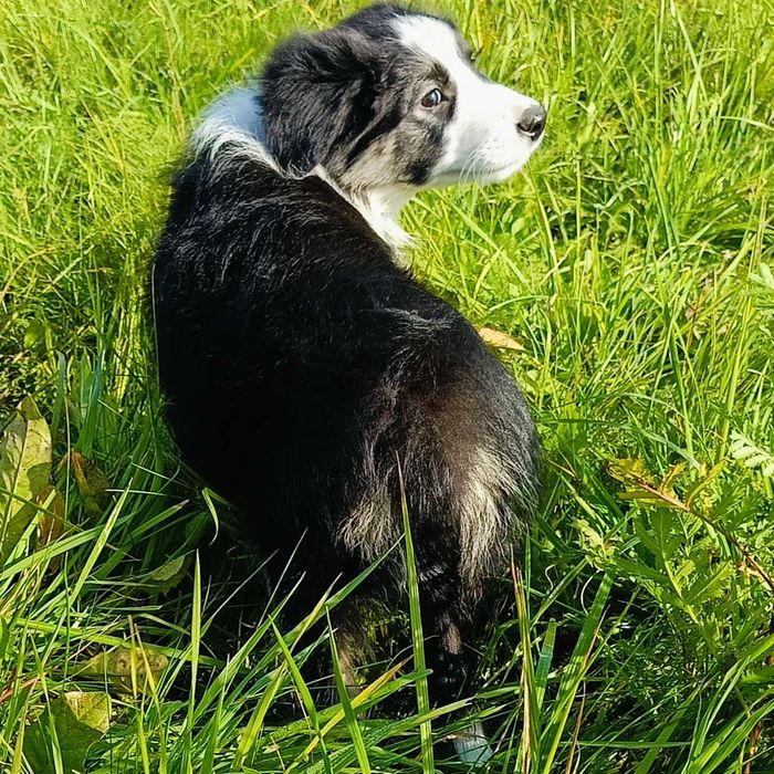 Border collie samiec z rodowodem
