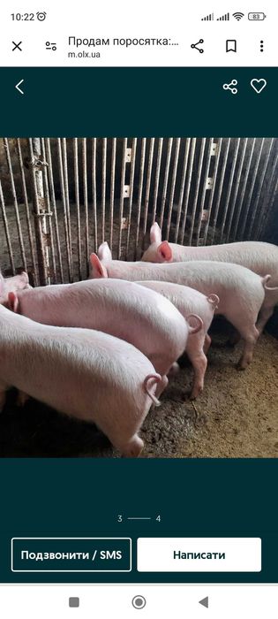 Продам поросят мясних порід від  28 до 30 кг .Біла велика.