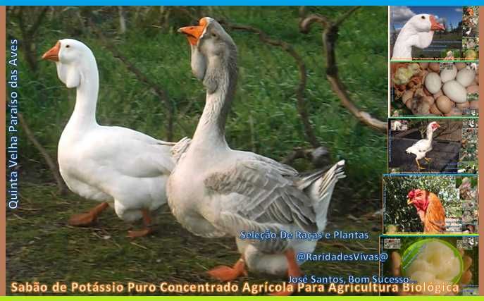Gansos Kholmogory de Grandes Barbelas de Quilha Novos