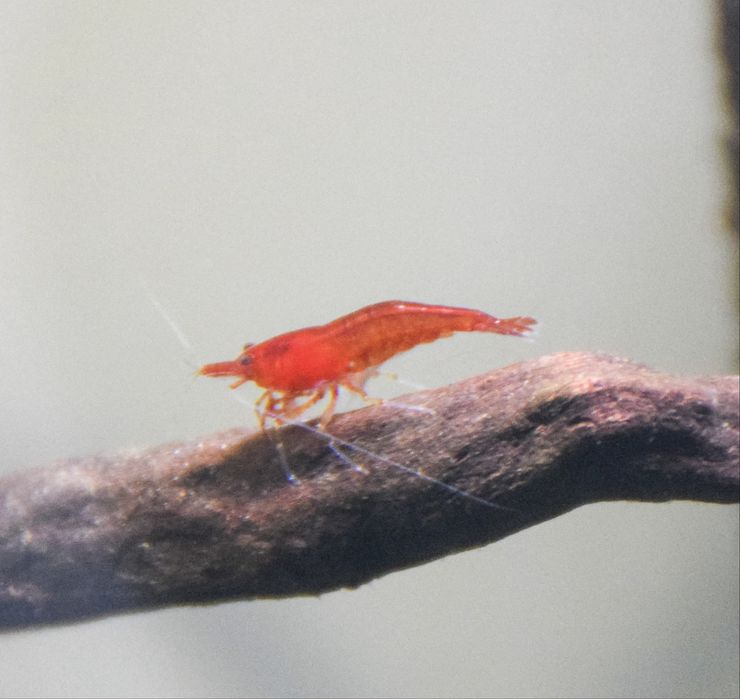 Neocaridinas Red Fire