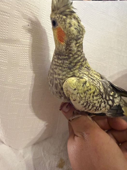 Caturras para finalizar de criar há mão