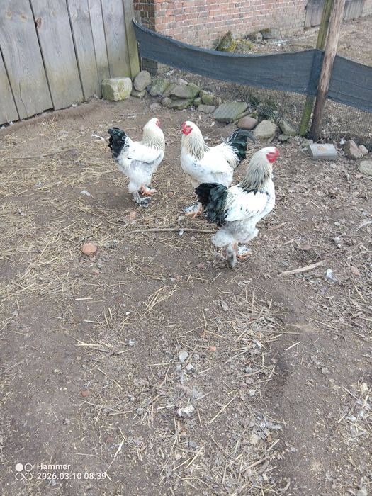 Brahma olbrzymia koguty