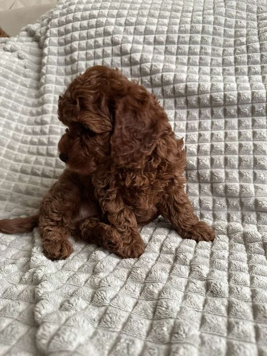 Той пудель,Ред браун