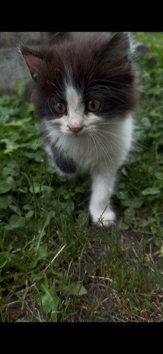 Дарю кошку 2 месяца, котенок девочка