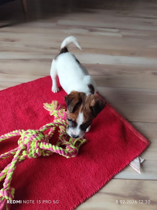 Piesek Jack Russell Terrier