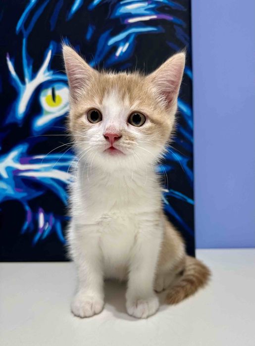 Кошеня руде хлопчик
