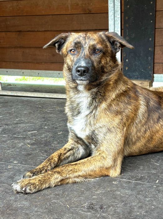 PAŹ - 2-letnia piękność czeka na nowy dom!