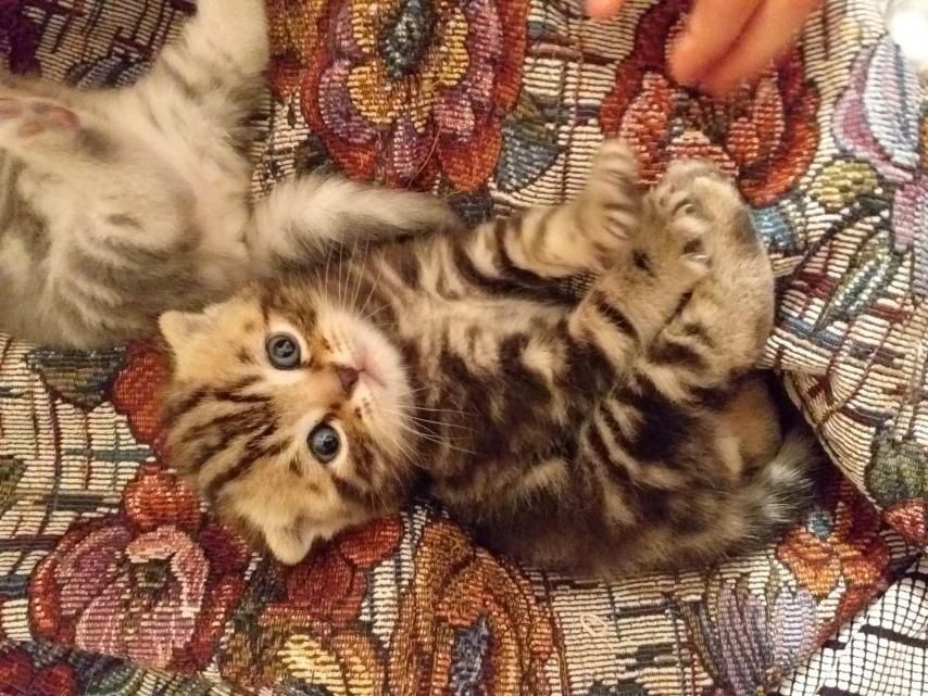 Шотландский котик приглашает на вязку