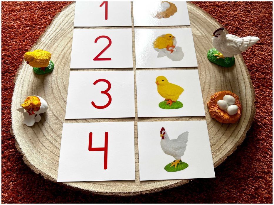 Ciclo de Vida - Galinha - Montessori
