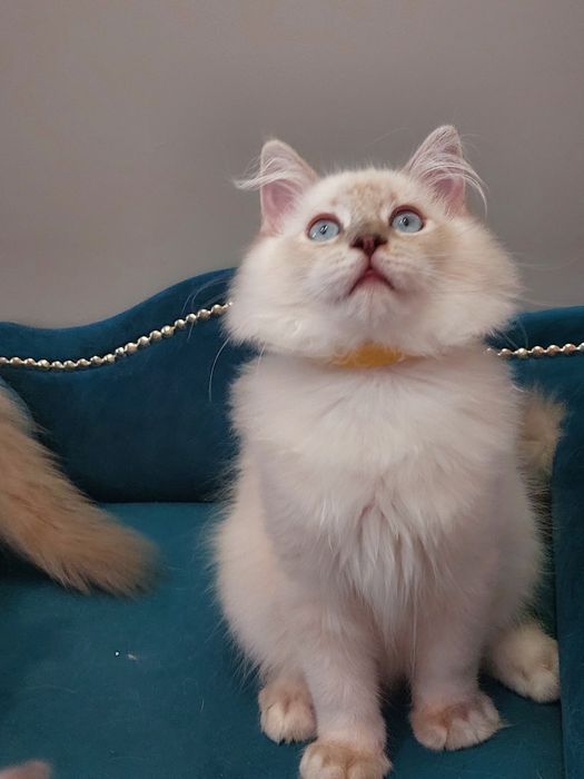 MINDI  koteczka ragdoll FPL/FIFE