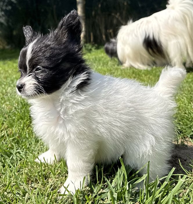 Papillon spaniel miniaturowy pies ZKwP FCI