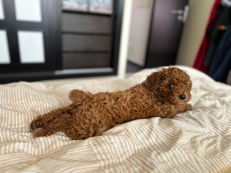 Lindo menino caniche