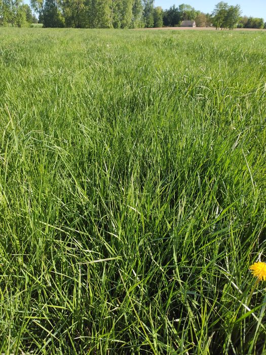 Sprzedam nasiona traw na drogi i autostrady  w dużych ilościach