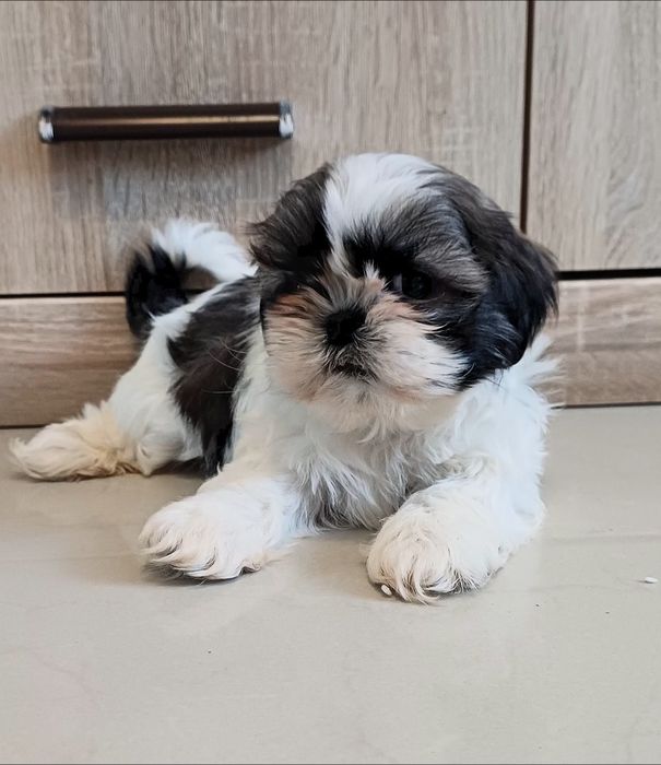 Piesek Shih-tzu gotowy do odbioru.