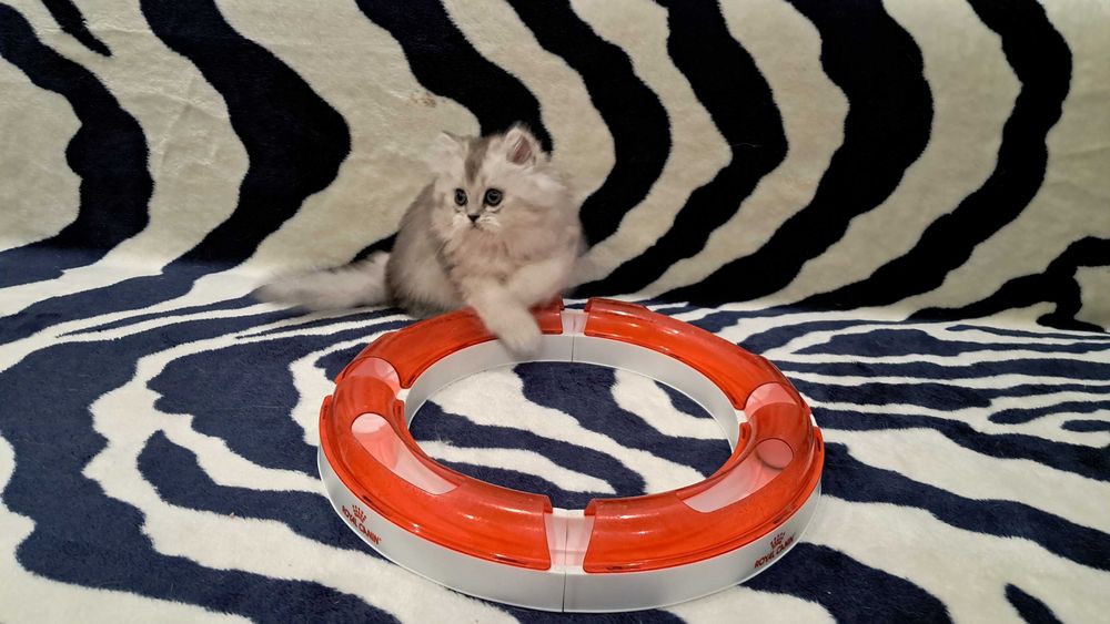 Котёнок в доме - это маленькое пушистое чудо!