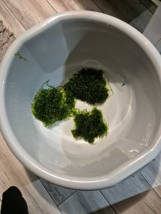 Duży zestaw mchu do akwarium