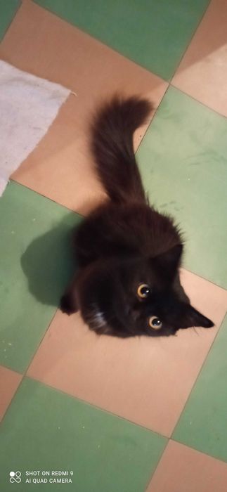 Котенок Тина, нежнейшее создание
