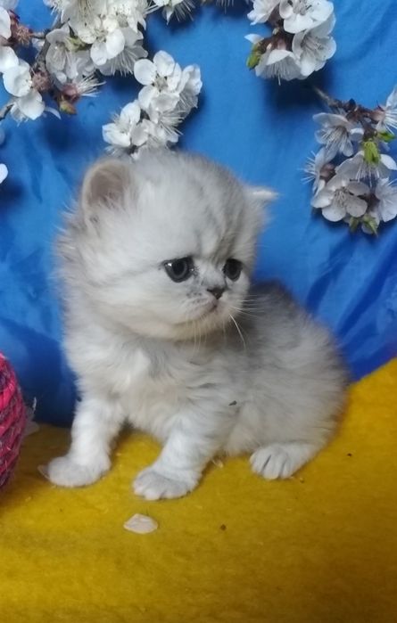 Хайленд серебристый шиншилла белый серый  мальчик