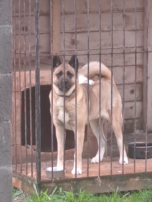 Американская акита