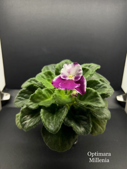 ЦВЕТУЩИЕ.Фиалка,сенполия,цветы