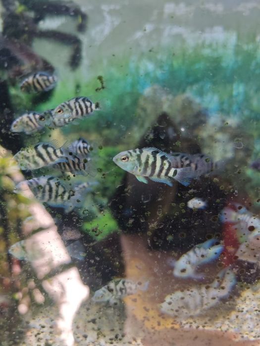 Peixe papagaio anão azul
