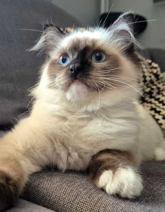 Kotka Ragdoll seal mitted