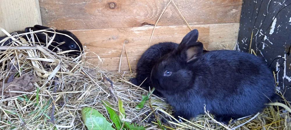 króliki małe czarne