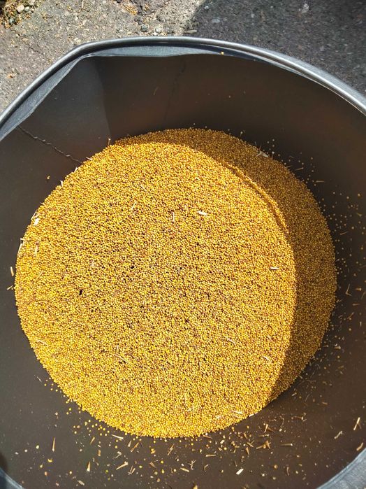 Гірчиця 10кг (сидерати, медоноси)