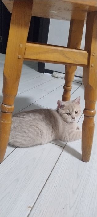 Шотландське кошеня хлопчик