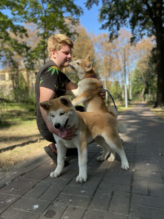 Цуценята акіта іну , akita, Хатіко