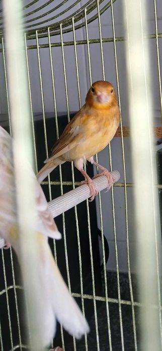 Canarios lindos 2024