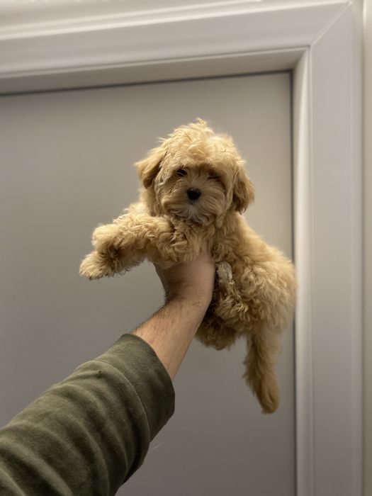 Гарні немовля мальтіпу