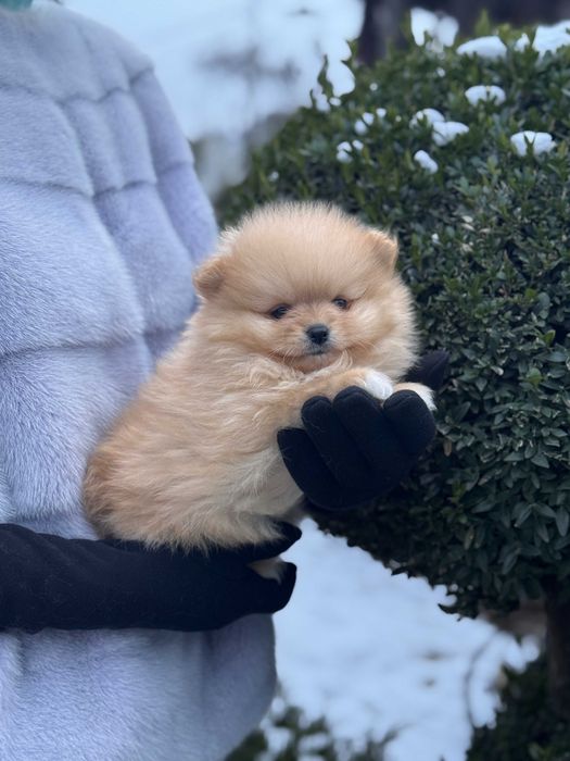 Шикарні цуцики Шпіца