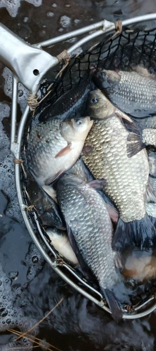 karaś, japoniec duże sztuki 30cm +