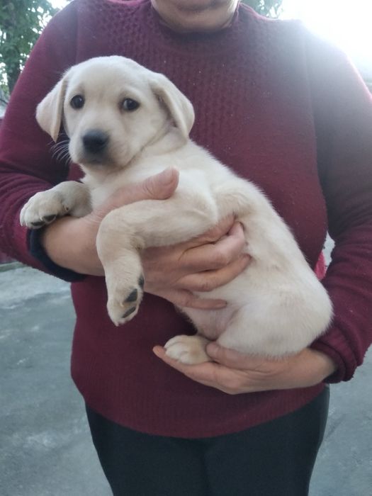Продам цуценят Лабрадорів