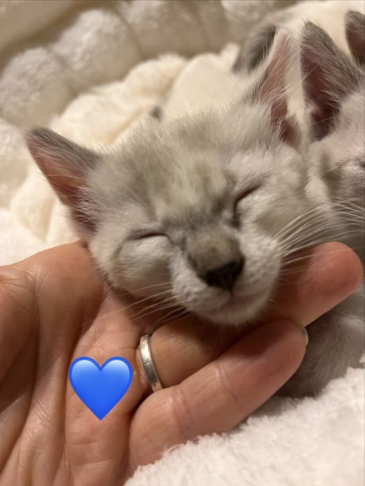 4 gatinhos disponíveis para adoção responsável.