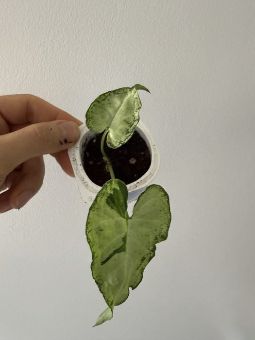 Syngonium variados ( milk confetti, mojito, albo, 3 kings, batik…)