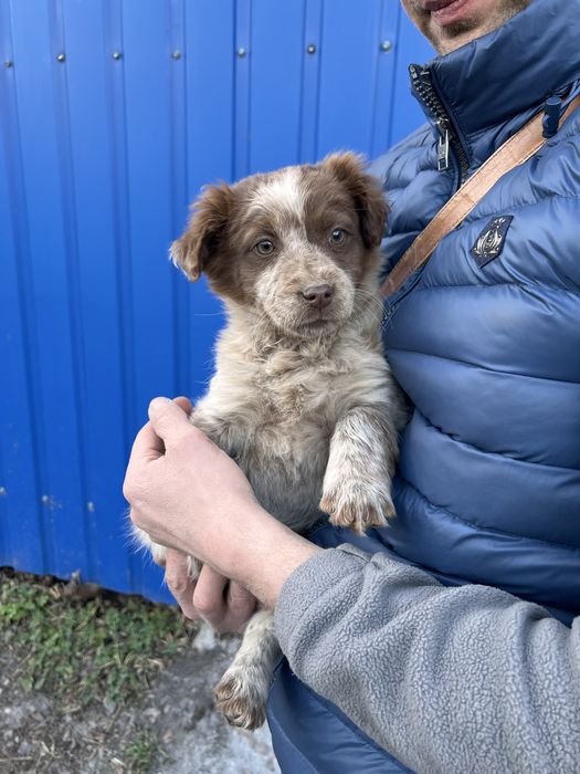 Собачка безкоштовно