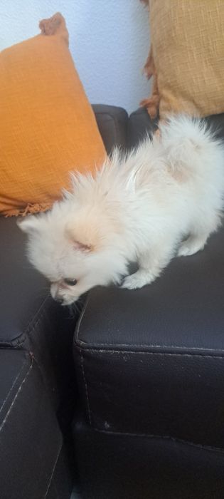 Lulu da Pomerânia fêmea