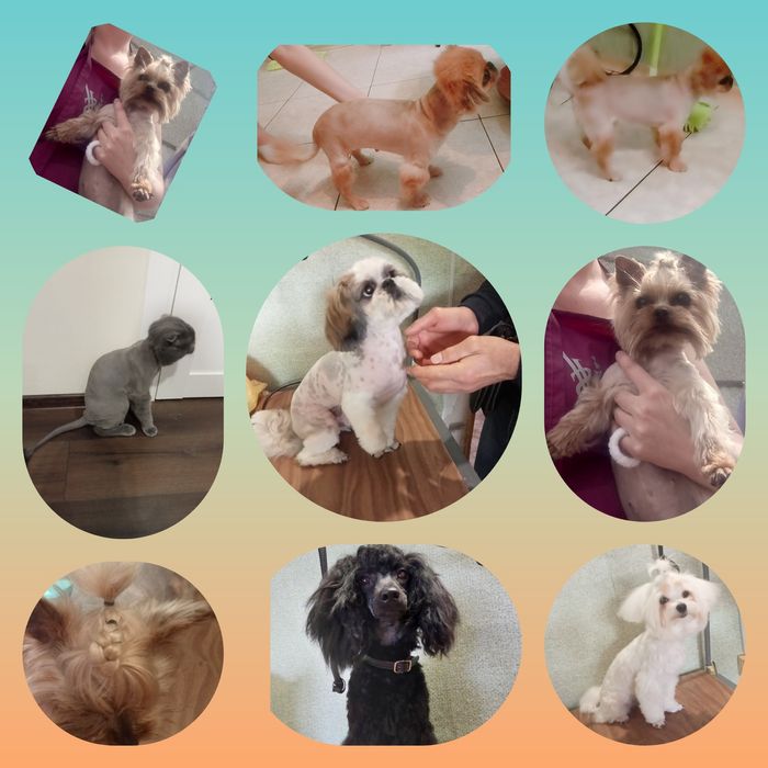 Услуги грумера.Стрижка котов и собак .Выезд на дом.