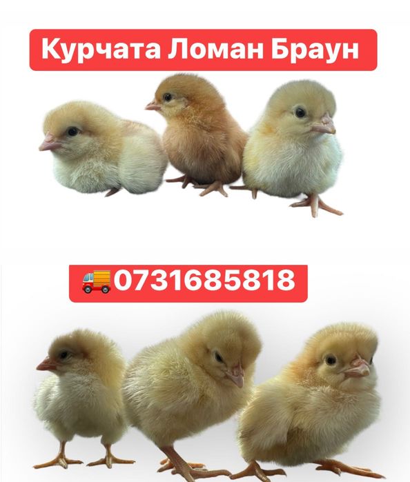 Курчата Циплята Несушка Ломан Браун Сенді Півники Півні Когути Петушки