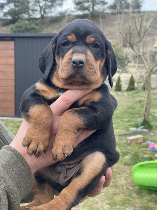 Szczeniak Gończy Polski FCI