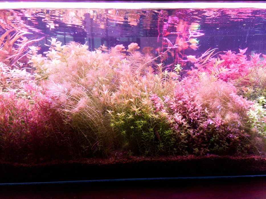 Kolorowe rośliny akwariowe MEGA ZESTAW